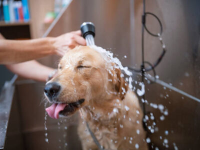 Cute Golden Retriever dog is taking a shower in a grooming studio