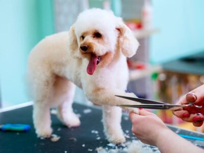 montar-peluqueria-canina