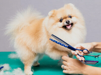 peluqueria-canina-beneficios